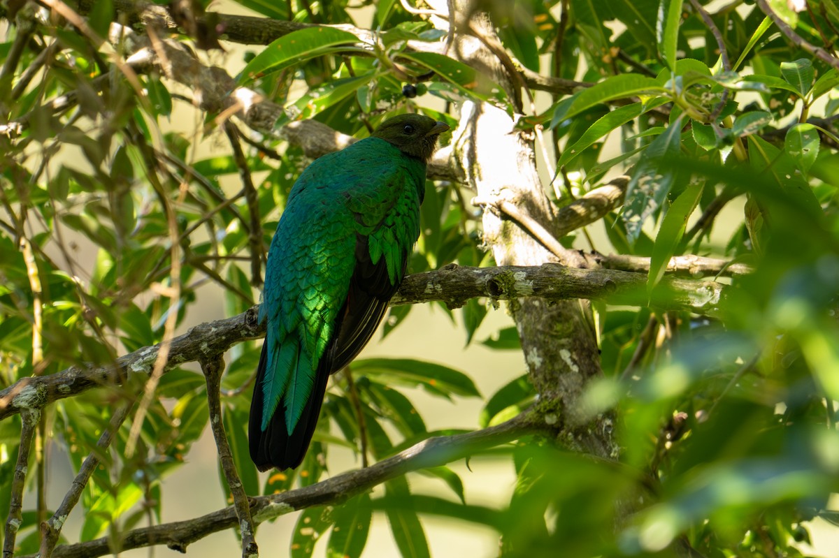 Quetzal doré - ML640955830