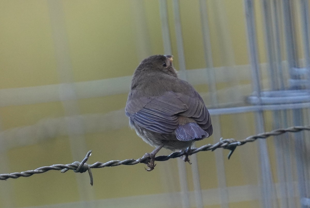 Sooty Grassquit - ML640955865