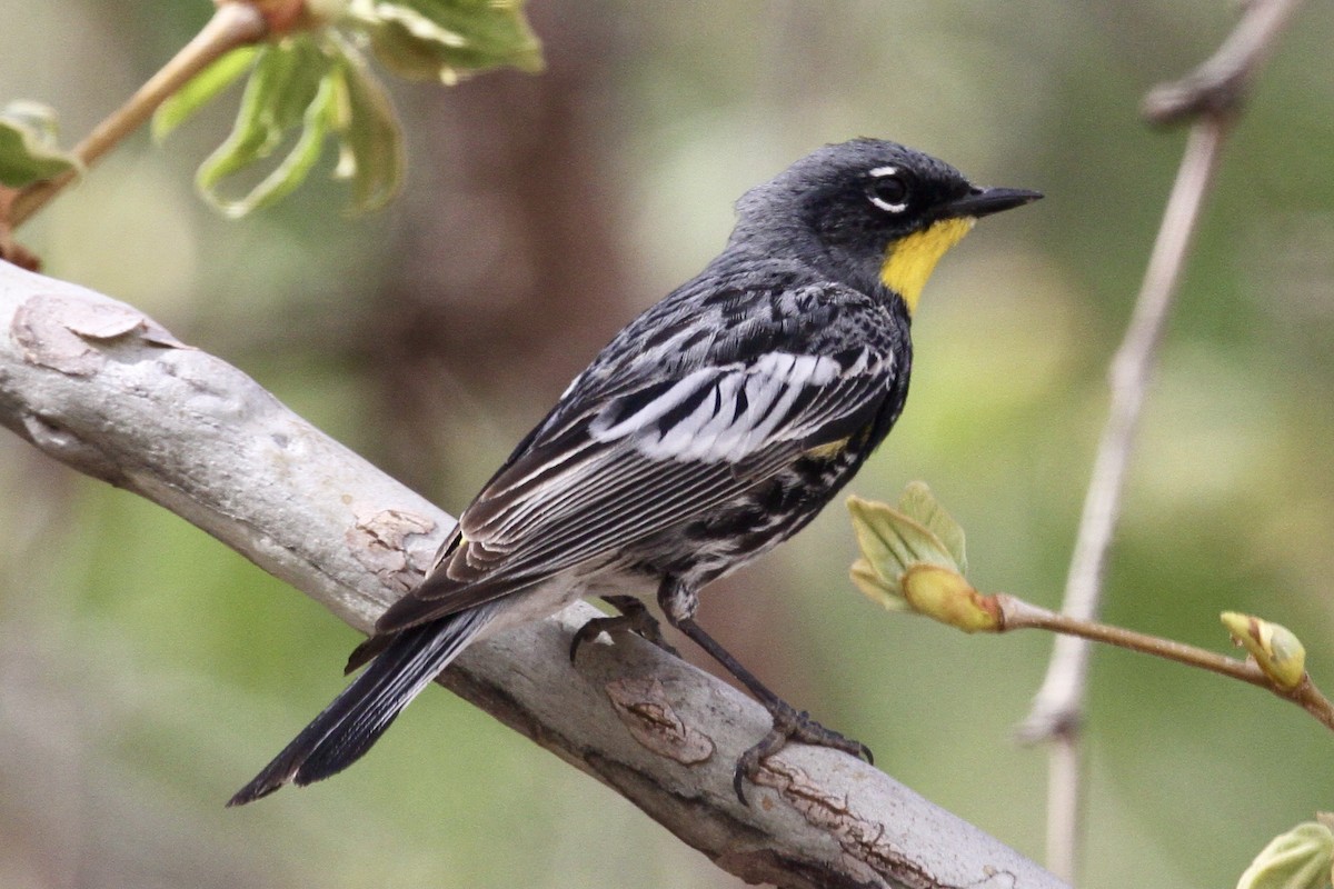 Yellow-rumped Warbler (Audubon's) - ML640955872