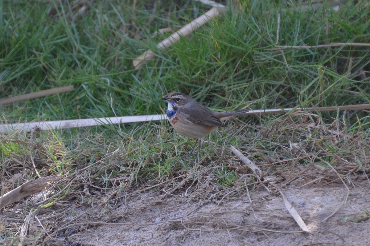 Bluethroat - ML640955883