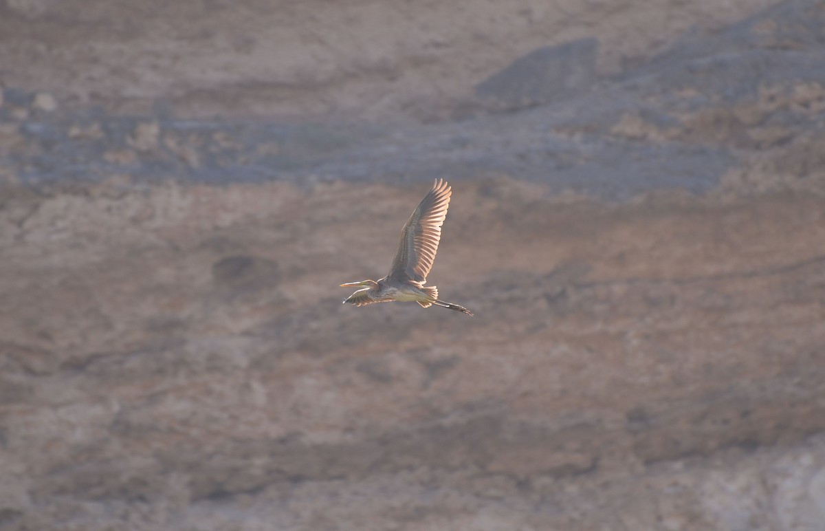 Purple Heron - ML640955906