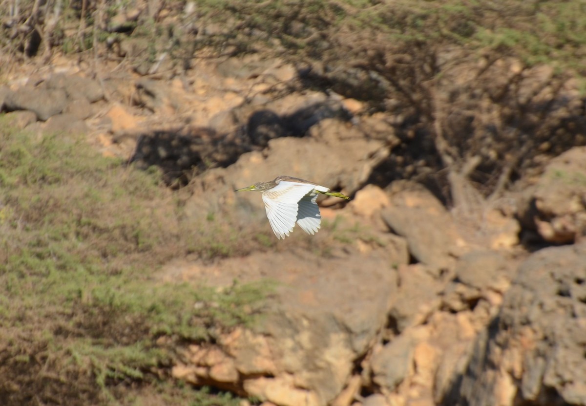 Squacco Heron - ML640955909