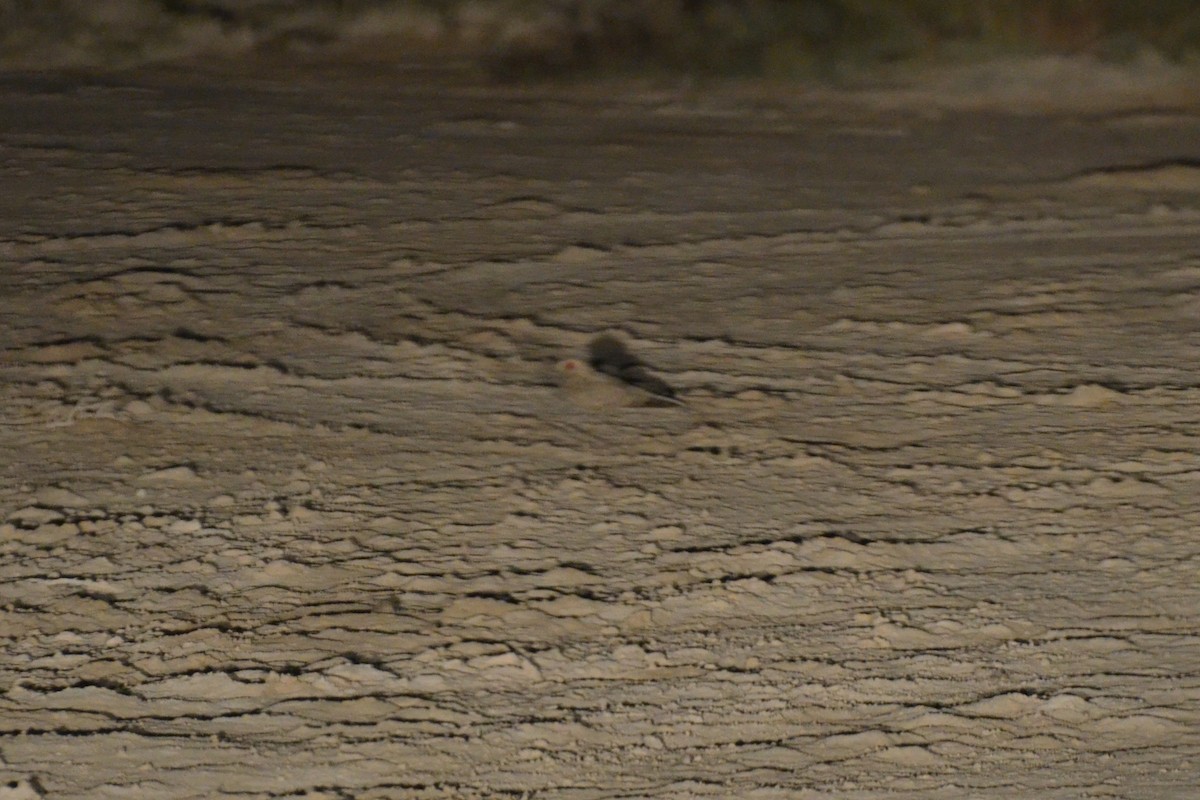 Egyptian Nightjar - ML640955938