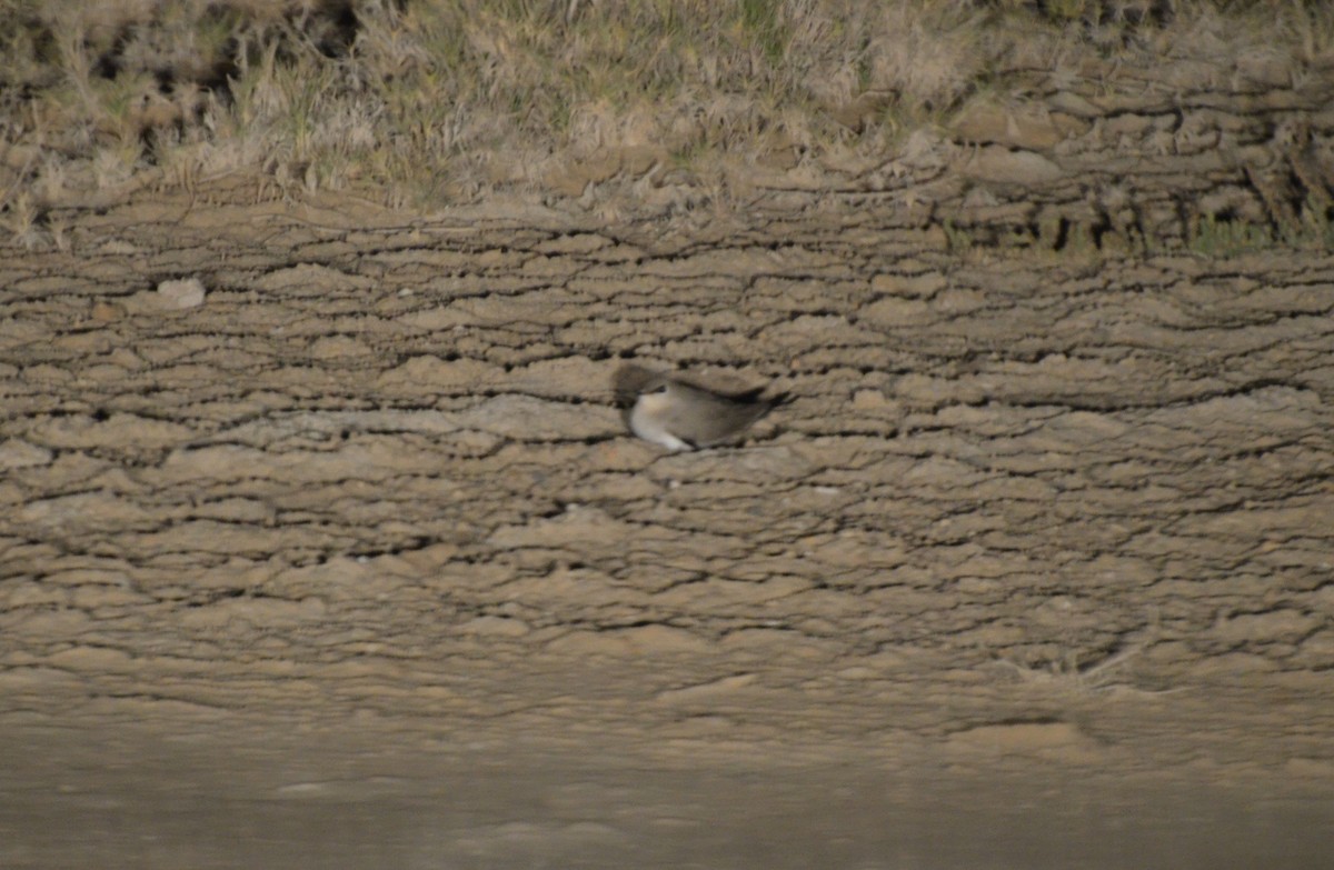 Small Pratincole - ML640955940