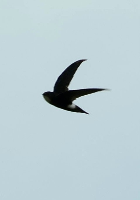 House Swift - ML640955974