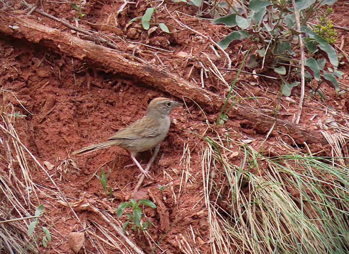 Rufous-crowned Sparrow - ML640956046
