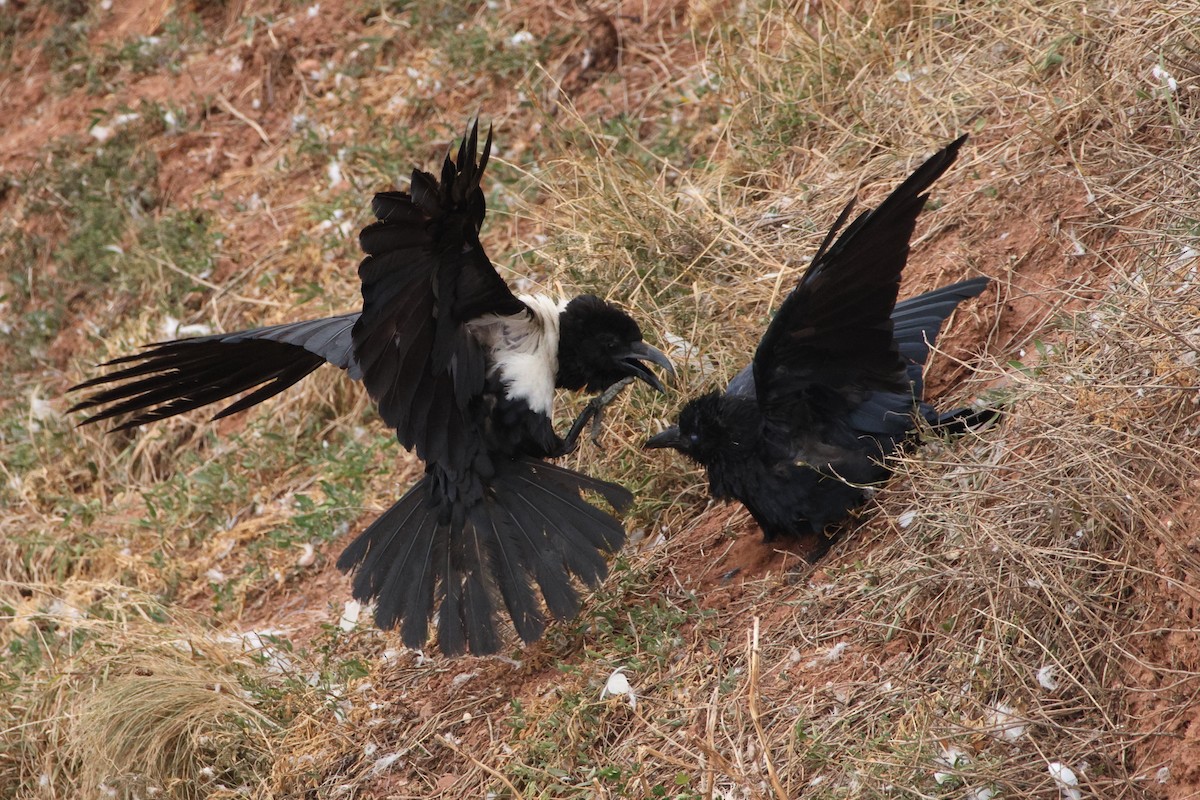 Corbeau pie - ML640956148