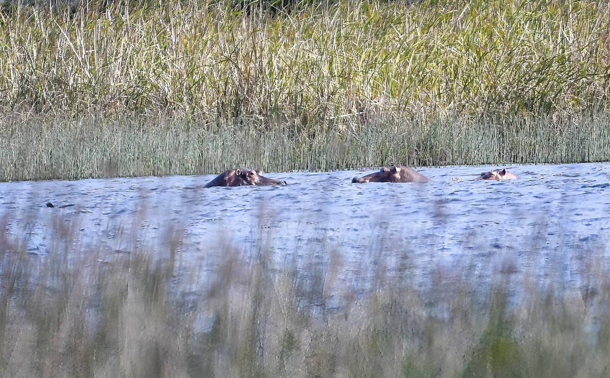 Hayvanlar - ML640956179