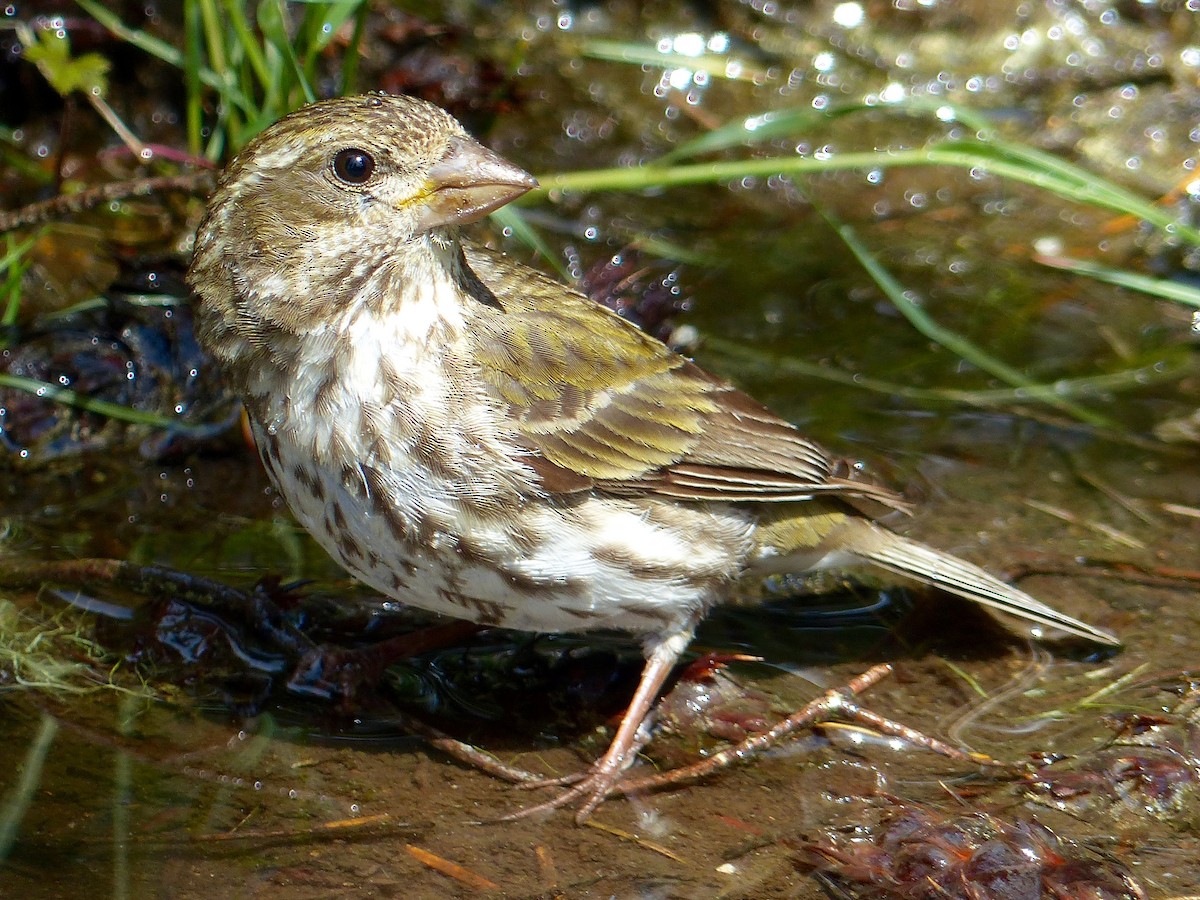 Purple/Cassin's Finch - ML640956199