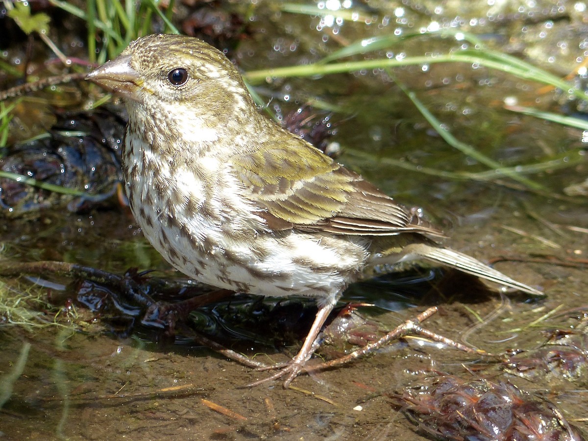 Purple/Cassin's Finch - ML640956216