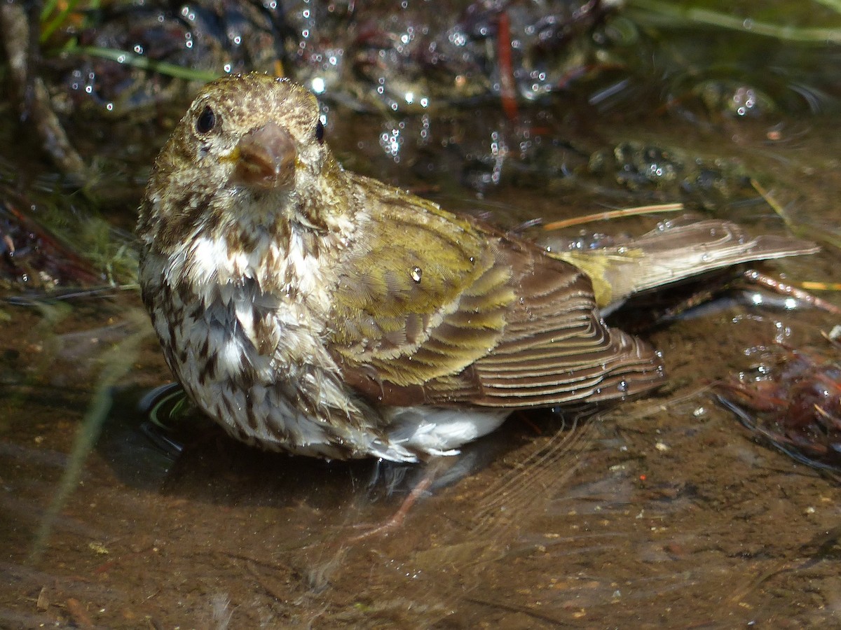 Purple/Cassin's Finch - ML640956226