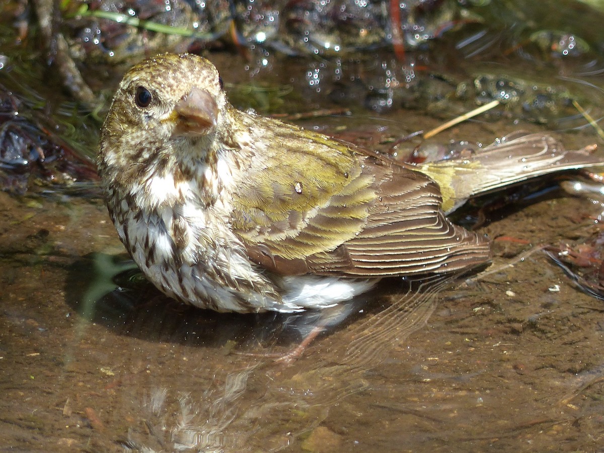 Purple/Cassin's Finch - ML640956230