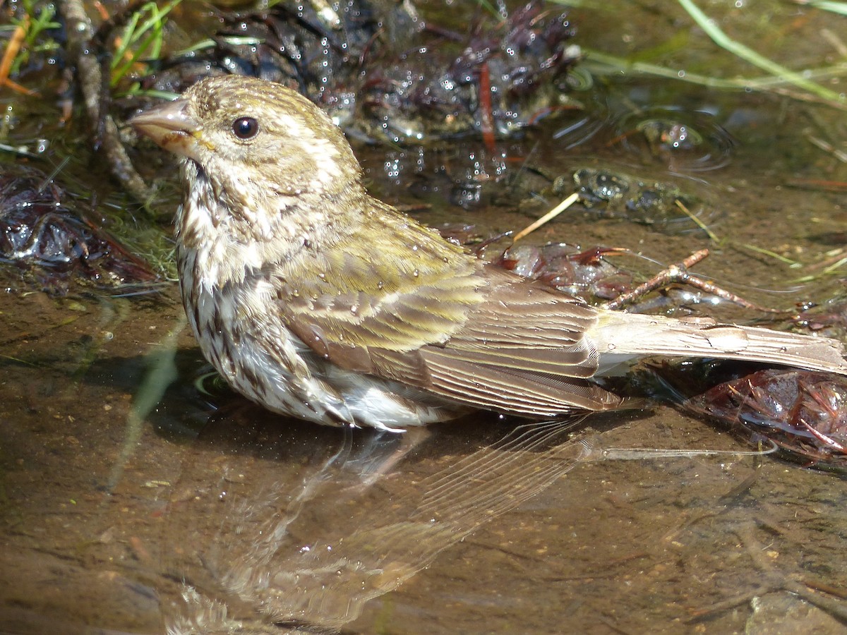 Purple/Cassin's Finch - ML640956234