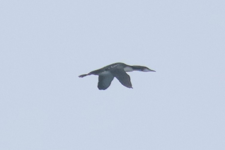 Pacific Loon - ML640956253