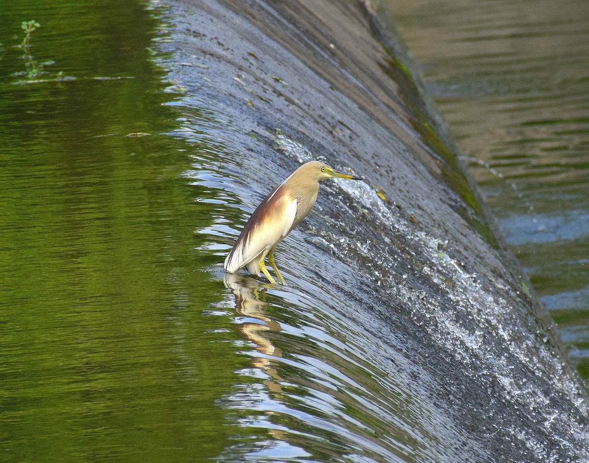 mangrovehegre - ML640956257