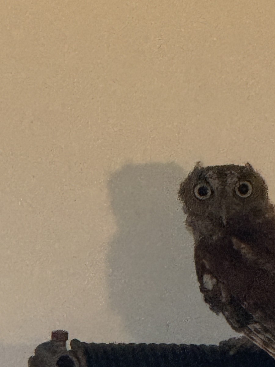 Eastern Screech-Owl - ML640956295