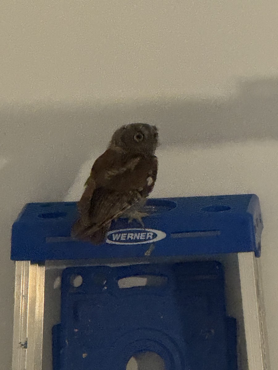Eastern Screech-Owl - ML640956296