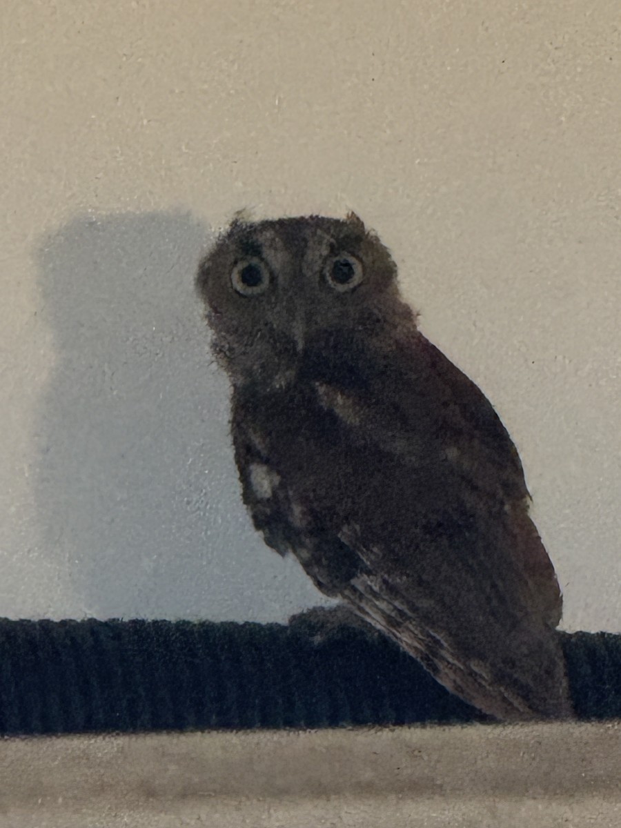 Eastern Screech-Owl - ML640956297