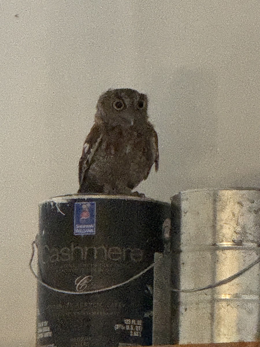 Eastern Screech-Owl - ML640956298
