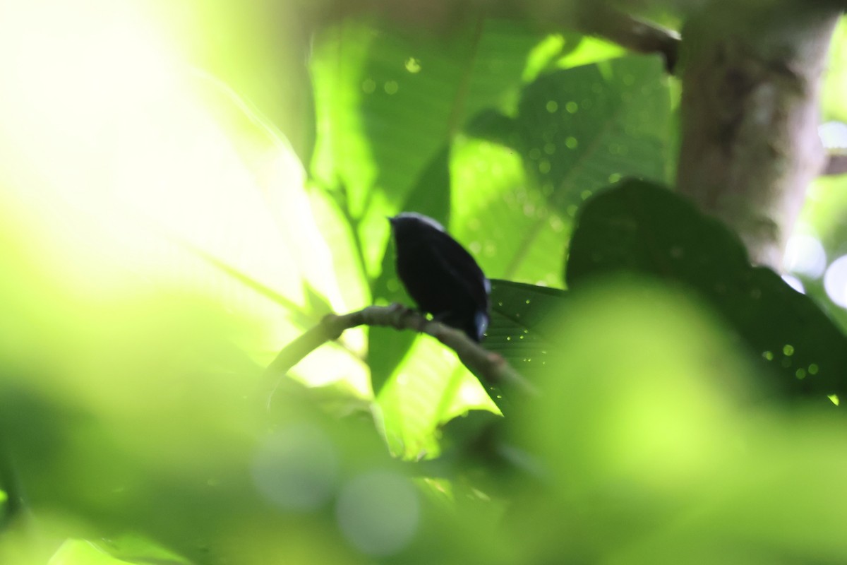 blågumpmanakin - ML640956301