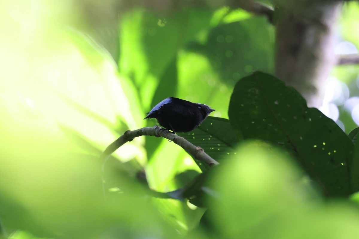 blågumpmanakin - ML640956312