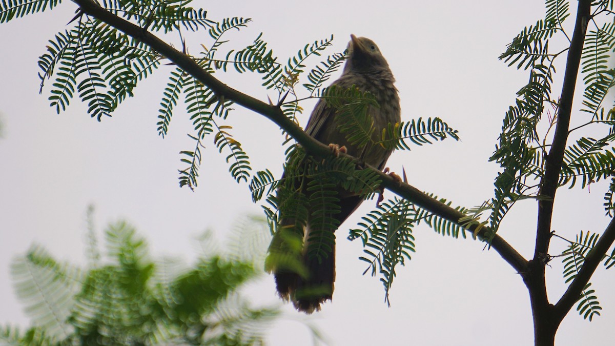 Yellow-billed Babbler - ML640956361