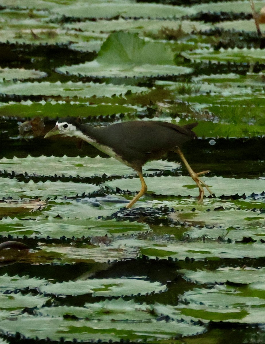 White-breasted Waterhen - ML640956404