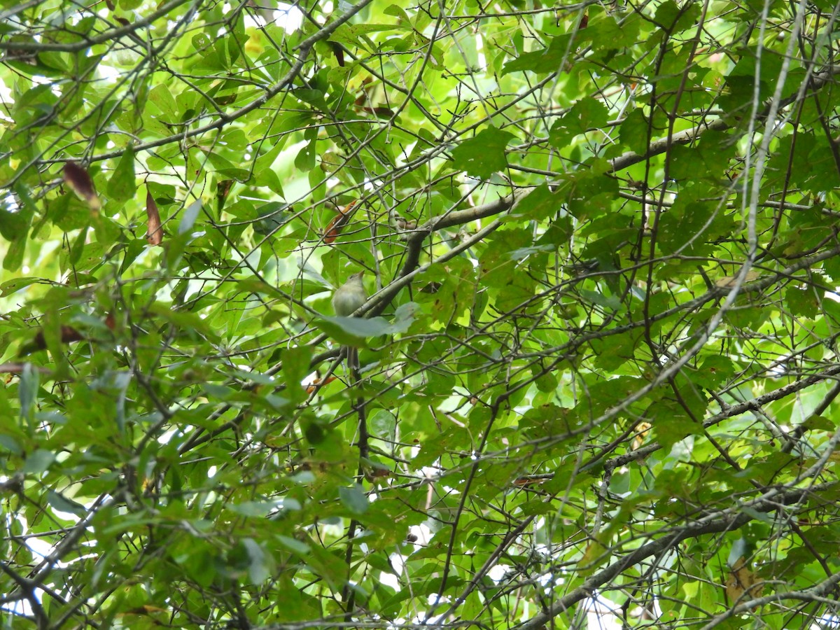 Acadian Flycatcher - ML640956416