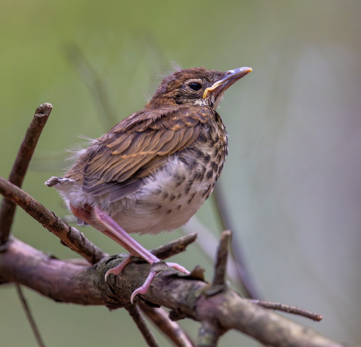 Wood Thrush - ML640956458