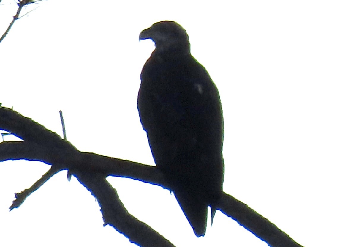 Bald Eagle - ML640956465