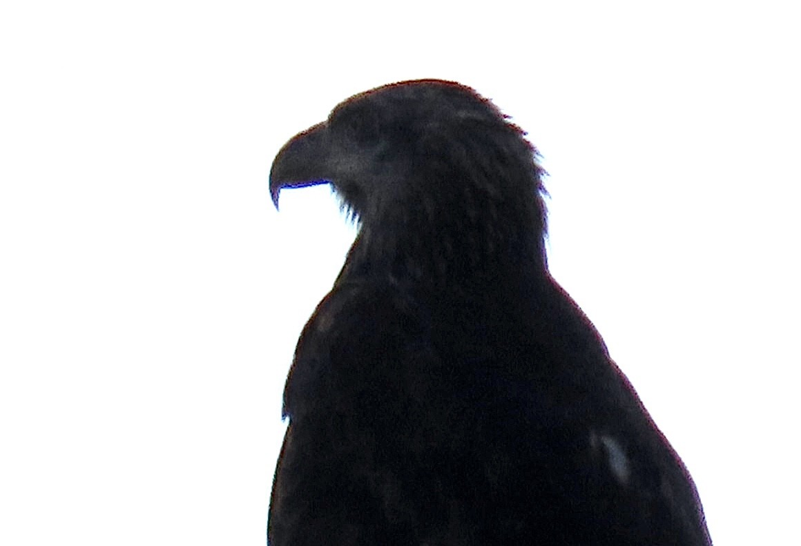 Bald Eagle - ML640956466