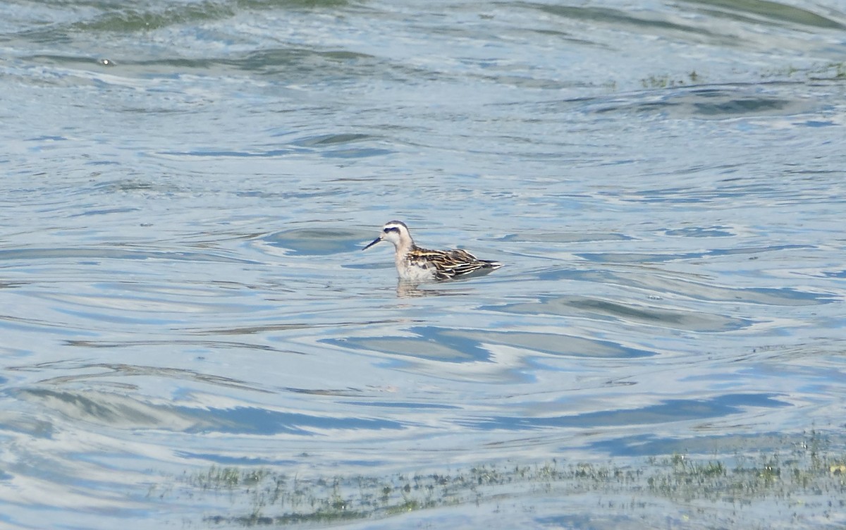 Red-necked Phalarope - ML640956480