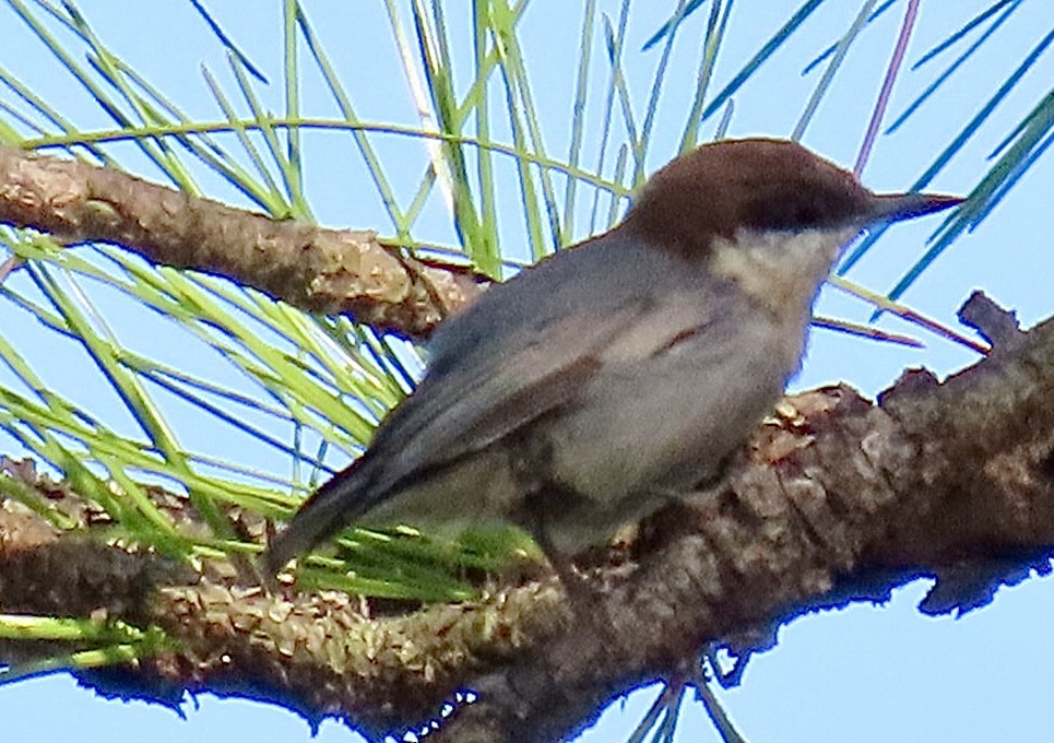 Brown-headed Nuthatch - ML640956482