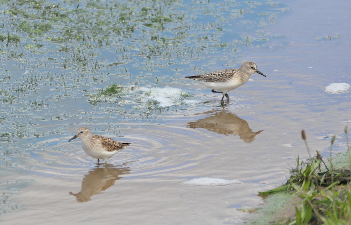Least Sandpiper - ML640956494