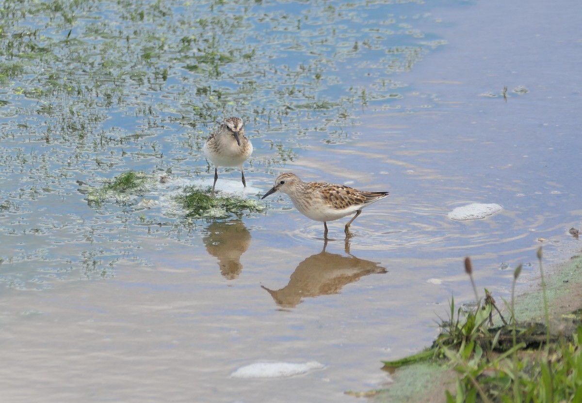 Least Sandpiper - ML640956495