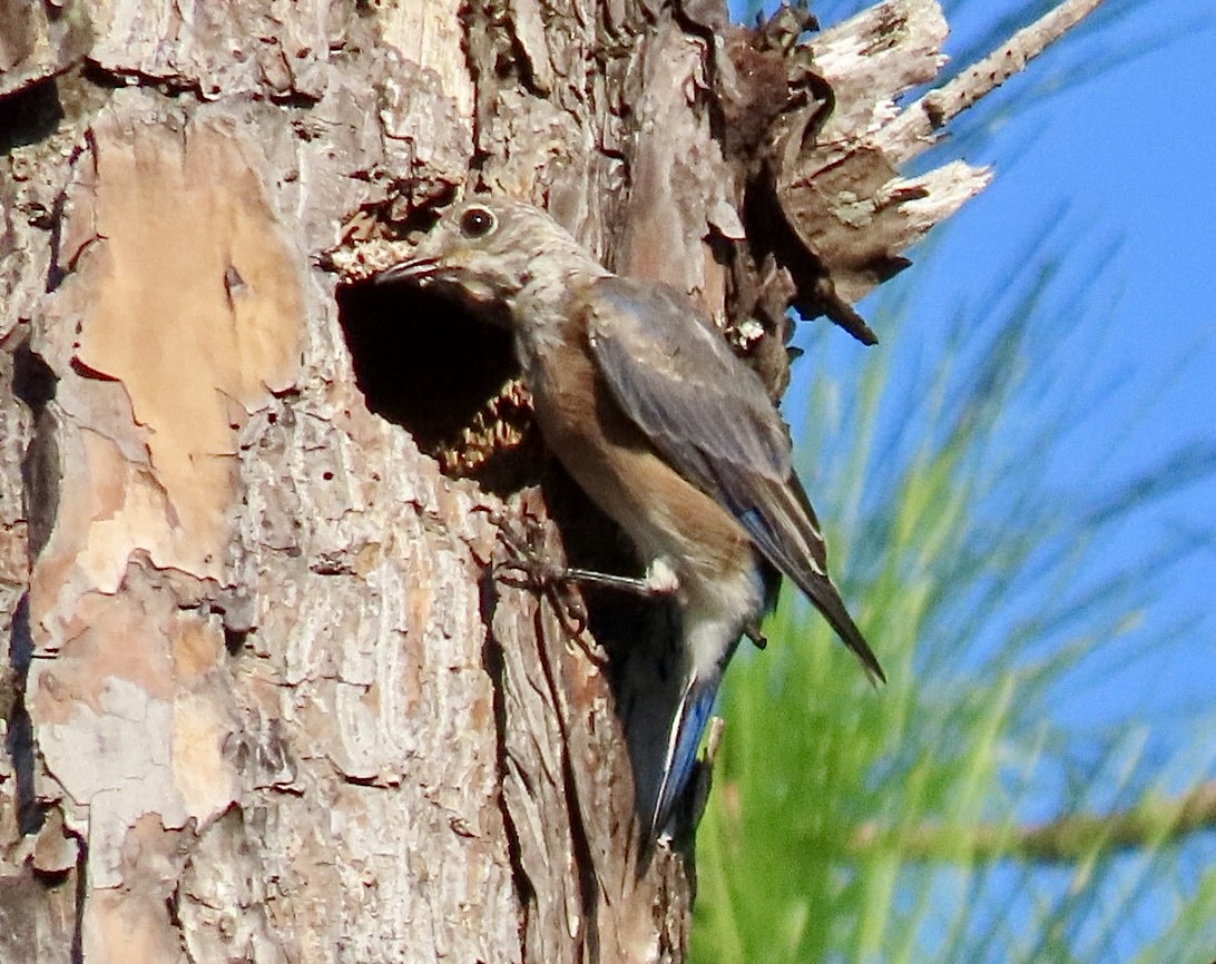 Eastern Bluebird - ML640956502