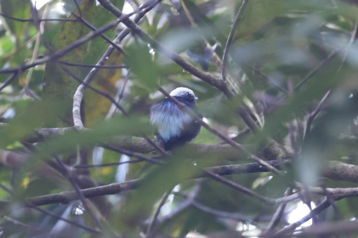 blågumpmanakin - ML640956513