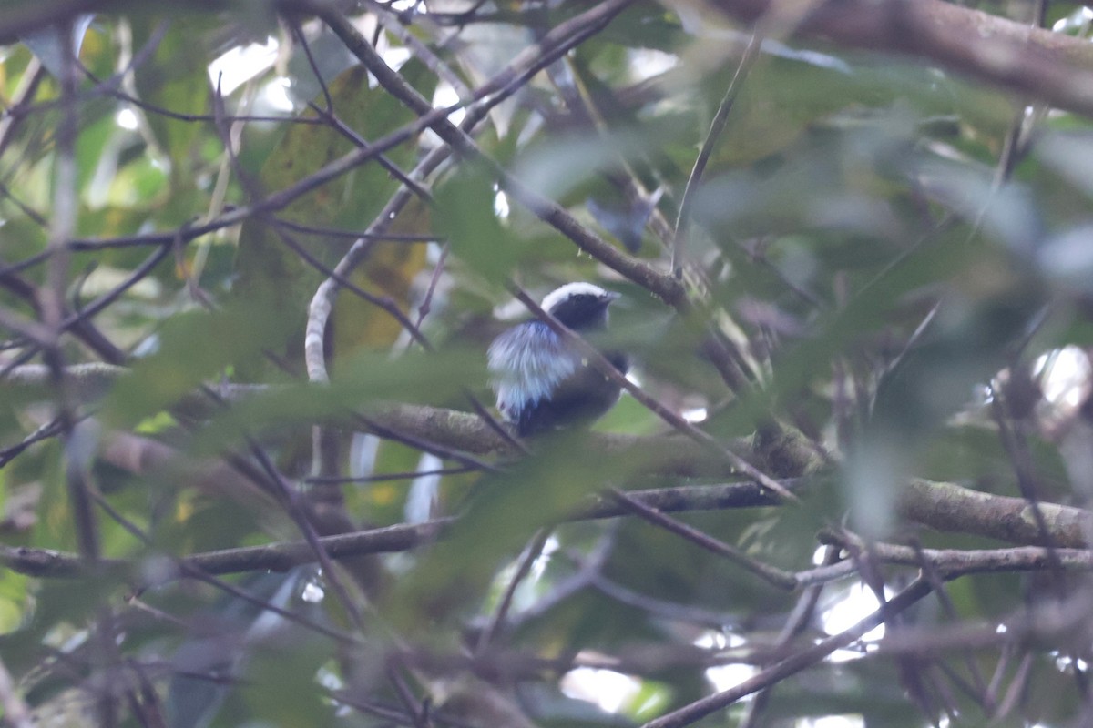blågumpmanakin - ML640956515