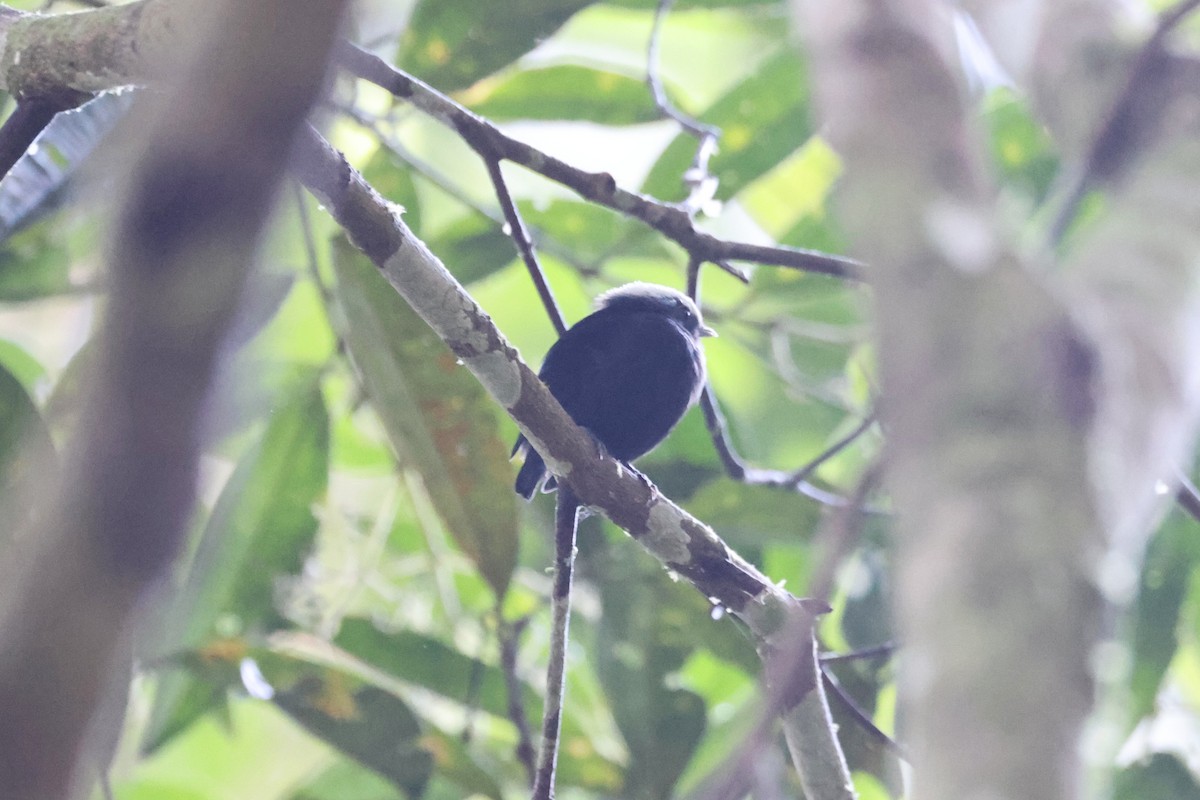blågumpmanakin - ML640956517