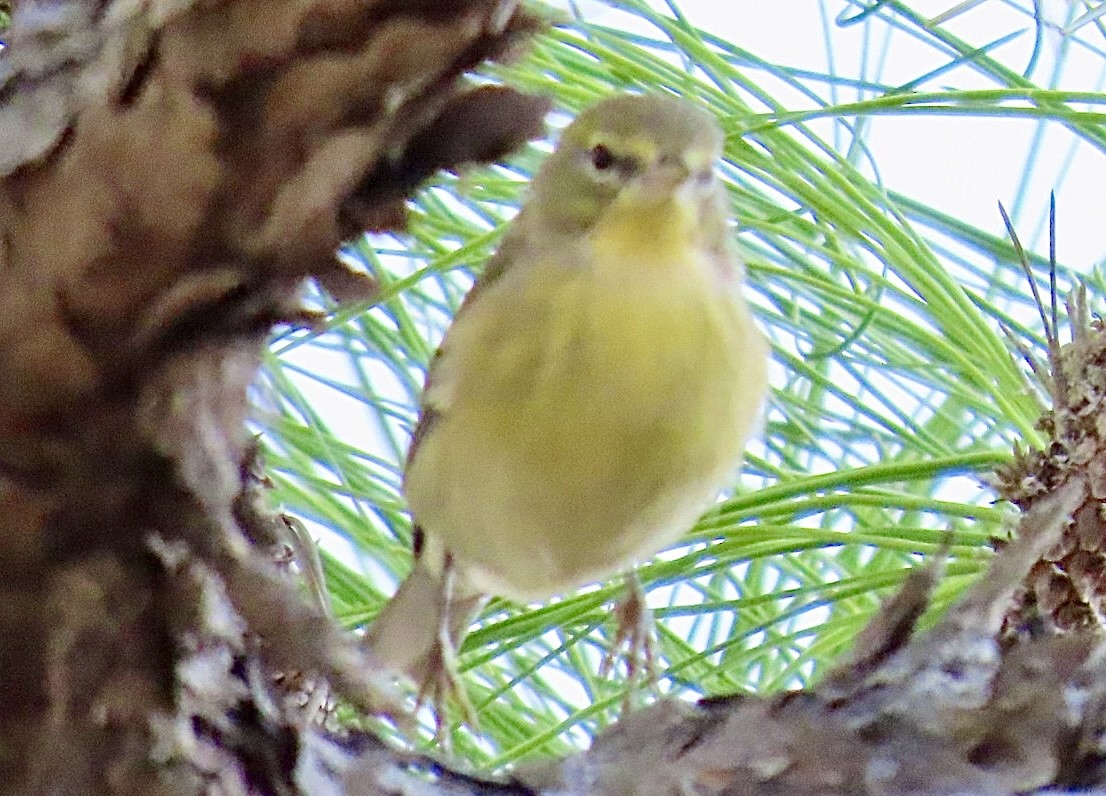 Pine Warbler - ML640956532
