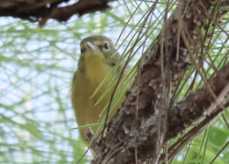 Pine Warbler - ML640956533