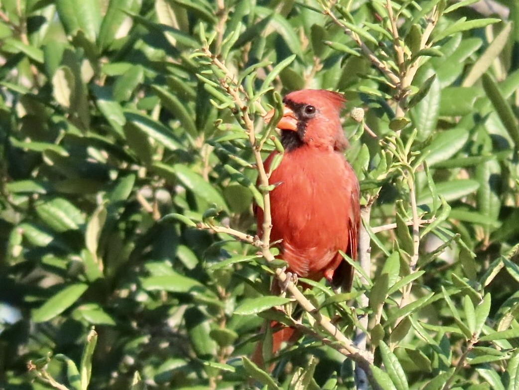 Northern Cardinal - ML640956542