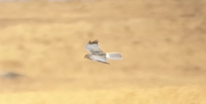 Hen Harrier - ML640956619