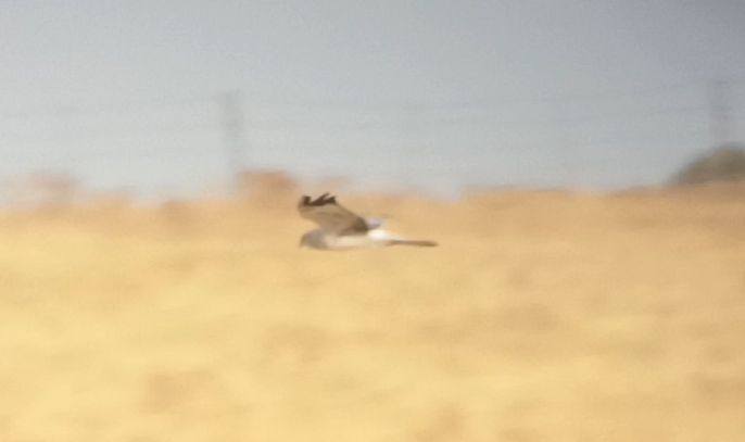 Hen Harrier - ML640956621