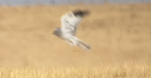 Hen Harrier - ML640956622