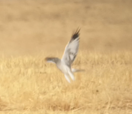 Hen Harrier - ML640956623