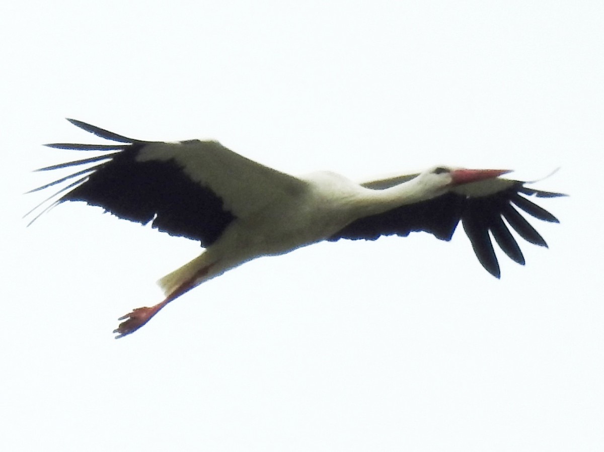 White Stork - ML640956660