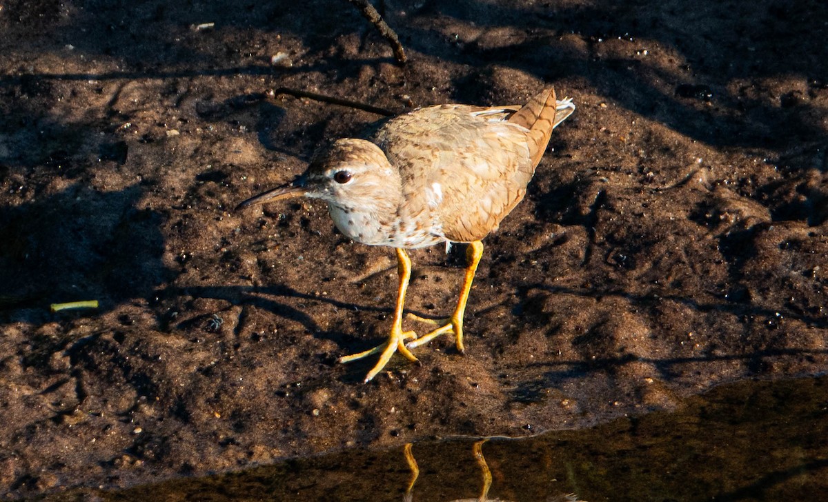 Spotted Sandpiper - ML640956661