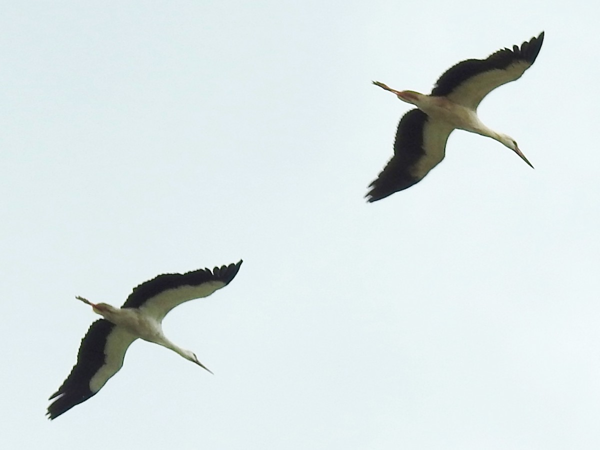 White Stork - ML640956672