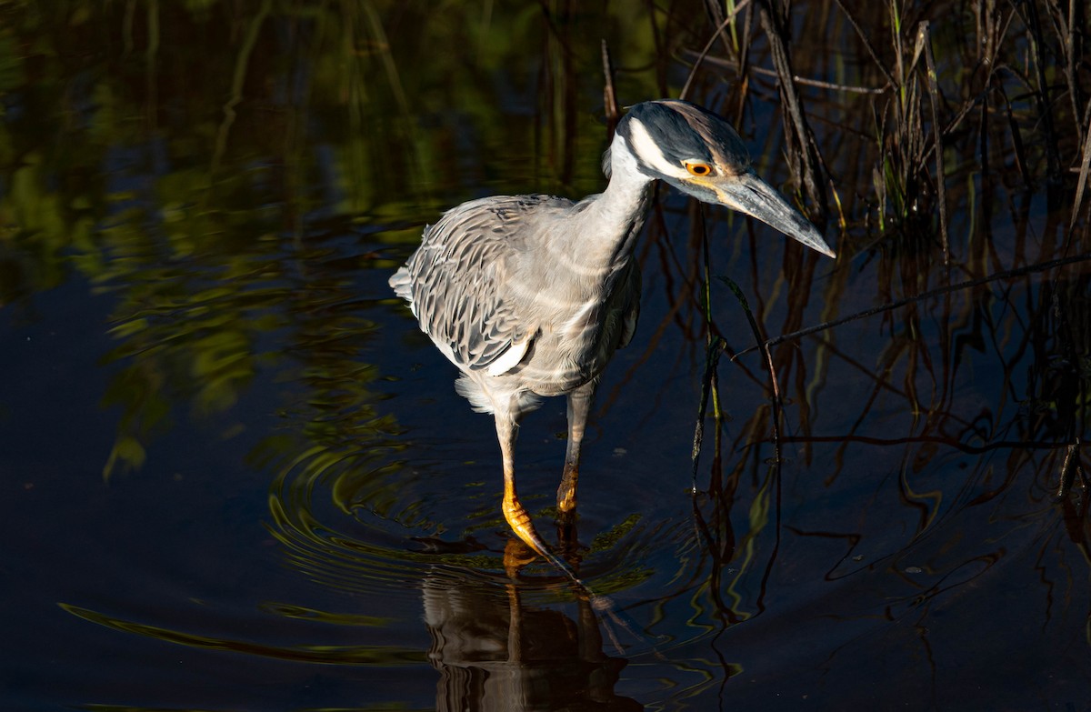 Yellow-crowned Night Heron - ML640956673